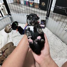 Yokai- paranormal dark blue collar - Black and tan male Shiba Inu puppy in Lehigh Acres, Florida from SWFL Happy Dogs