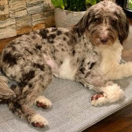 Ruby - Aussiedoodle