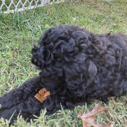Poodle Puppies from Dauntless Poodles