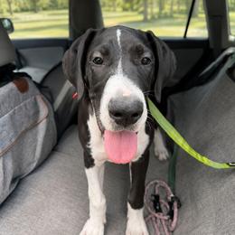 Ember - Mantle female Great Dane puppy in Brooksville, Florida from Follow My Lead Great Danes