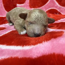 Sunny Sue - Apricot female Poodle puppy in Greensburg, Kentucky from Doodle Me Crazy