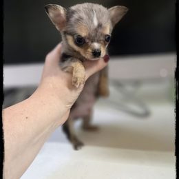 Yahtzee - Merle male Chihuahua puppy in Demorest, Georgia from Sourpatch Chihuahuas