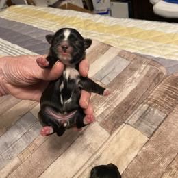 Shih Tzu Puppies from 4 Leaf Glover Shihtzu of East texas