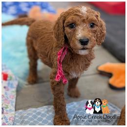 SPRITE - OFA-Genetics-2 Yr Warranty. - Red  female Goldendoodle puppy in Jeddo, Michigan from Apple Creek Doodles