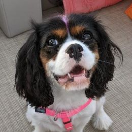 Fiona - Cavalier King Charles Spaniel
