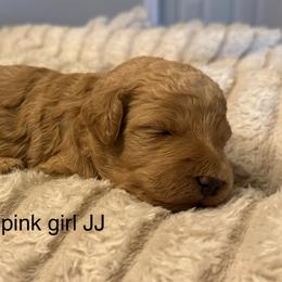 Light pink girl. JJ - Red  female Goldendoodle puppy in Vian, Oklahoma from Dog Days Doodles