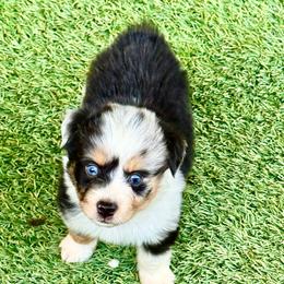 Minimal Merle male - Blue merle male Toy Australian Shepherd puppy in Lemon Cove, California from Magic Ranch Mini Aussies