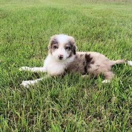 Aussiedoodle Puppies from Royal J Aussies and Aussiedoodles