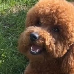 French Bulldogs and Poodles from Underground kennels