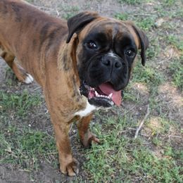 Harley - Boxer