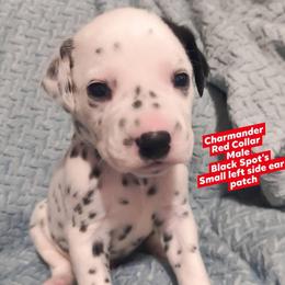 Charmander (Red Collar) - White and black male Dalmatian puppy in Raymondville, Missouri from Wagner's Dalmatian's