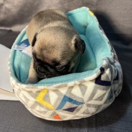 French Bulldog Puppies from Stratton Kennel