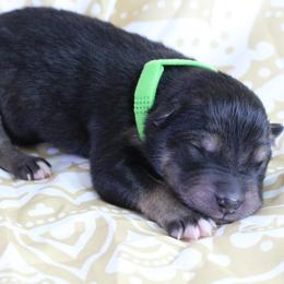 Reti - Green - Agouti and white male Alaskan Malamute puppy in Independence, Virginia from New River Valley Malamutes