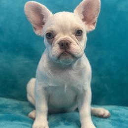 Scarlette - Cream female French Bulldog puppy in Las Vegas, Nevada from Legacy