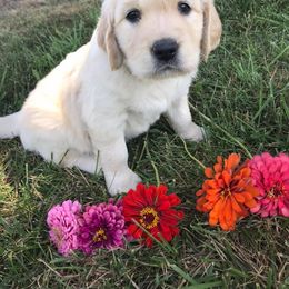 Golden Retriever Puppies from Red Barn Golden’s