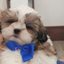 Anthony - Black gold and white male Shih Tzu puppy in Corona, California from Trinity Shihtzu's So Calif
