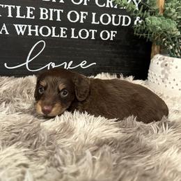 Teddy - Chocolate and tan male Dachshund puppy in Stilwell, Oklahoma from B & K Dachshunds