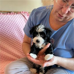 Havanese Puppies from Esplendor Havanese