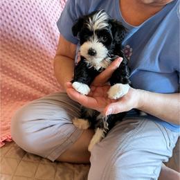 Havanese Puppies from Esplendor Havanese