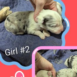Australian Shepherd and Great Dane Puppies from AEW Farm