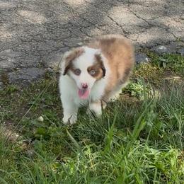Eli - Red merle male Miniature American Shepherd puppy in Hillsboro, Kentucky from Kidd’s Miniature American Shepherds