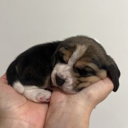 Bagel - Black red and white male Beagle puppy in Chattanooga, Tennessee from Banashko's Beagles