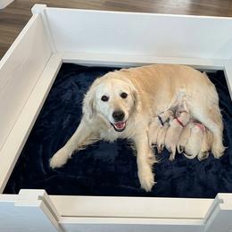Ready mother's day - Light golden female Golden Retriever puppy in Ballantine, Montana from Montana Puppies
