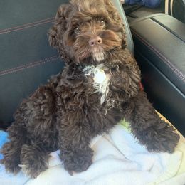 Cockapoo All Grown Up from Disney Doodles