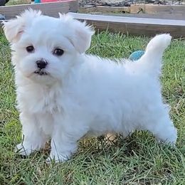 Randy - White male Maltese puppy in Aurora, Missouri from KnJ Precious Paws LLC