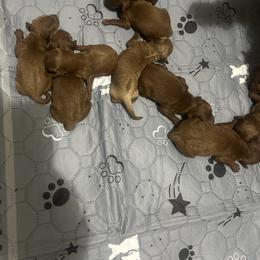 Koda - Apricot male Goldendoodle puppy in Centralia, Missouri from Oodles Of Doodles Mo.