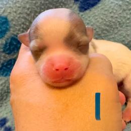 Boy 1 - Blue and white male Chihuahua puppy in Brooklyn, Connecticut from Ladybug Chihuahuas
