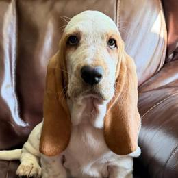 Light Blue collar Male - Lemon and white male Basset Hound puppy in Columbia, South Carolina from Pawmetto Hounds