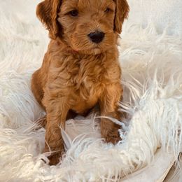 Goldendoodle Puppies from Daisy Doodles