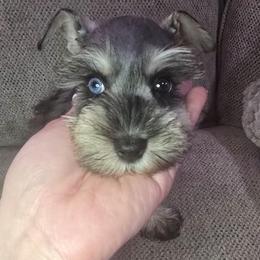 Girl 2 - Salt and pepper female Miniature Schnauzer puppy in Calera, Alabama from Burnett Cove Kennels