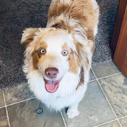 Charlie - Australian Shepherd