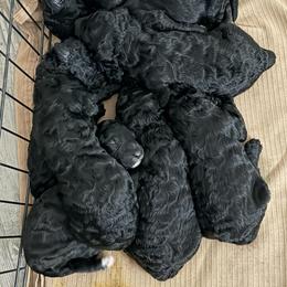 Goldendoodle Puppies from Yabba Dabba Doodles