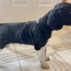 French Brittany Puppies from Swift Family Farm, LLC