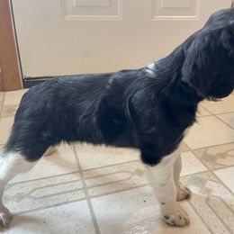 French Brittany Puppies from Swift Family Farm, LLC