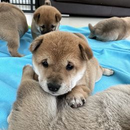 Shiba Inu Puppies from Obi’s Pups