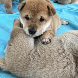 Shiba Inu Puppies from Obi’s Pups