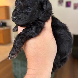 Twix - Black phantom male Aussiedoodle puppy in Spring Hill, Florida from Pawprint Dreams Boarding and Kennel