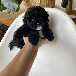 Poodle Puppies from Miniature Poodle Stud and Pups