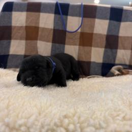 Blue - Black female Labrador Retriever puppy in Middleton, New Hampshire from Tag Hollow