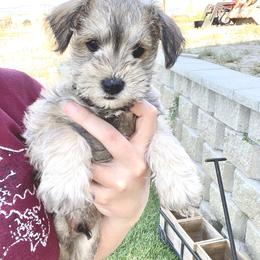Miniature Schnauzer Puppies from Schnauzers on Robinson Lane
