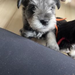 Miniature Schnauzer Puppies from Miles Family Schnauzers
