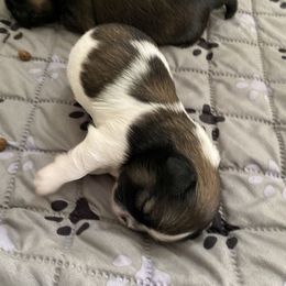 Livi - Brindle and white male Shih Tzu puppy in Memphis, Tennessee from Lady and the Tramp