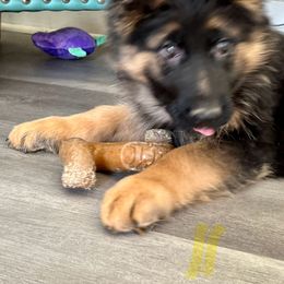 Yellow collar - German Shepherd puppy from Farrenhaus