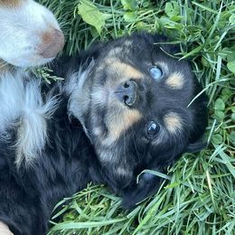 Companion Crosses, Miniature Australian Shepherds, and Toy Australian Shepherds from Brickell Farms