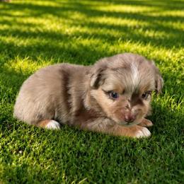 Kelly - Red merle female Miniature Australian Shepherd puppy in Signal Mountain, Tennessee from D & D Miniature and Toy Australian Sheppards