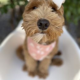 Aussiedoodle and Goldendoodle Puppies from Garside Doodles